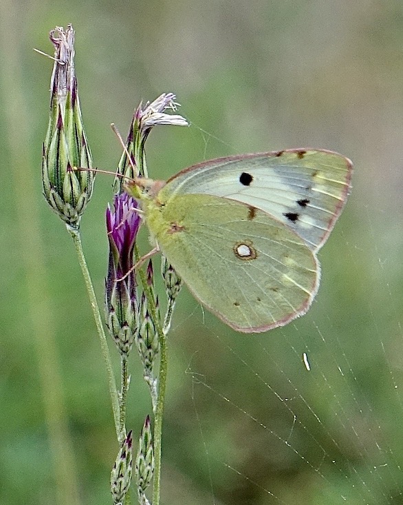 clouded yellow helice